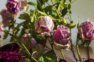 concetto tiro di il sfondo tema, involucro carta, secco Rose altro fiori e altro disposizioni. san valentino giorno foto