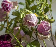 concetto tiro di il sfondo tema, involucro carta, secco Rose altro fiori e altro disposizioni. san valentino giorno foto