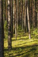 paesaggio tiro di il foresta. natura foto