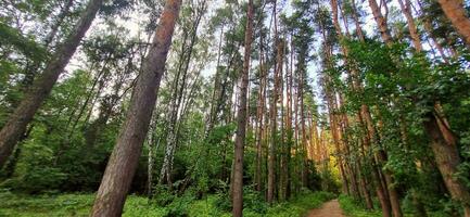 tiro di il grande pino alberi nel il foresta. natura foto