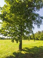 tiro di il betulla e acero alberi limite insieme. natura foto