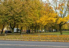 tiro di il colorato autunno alberi. stagione foto