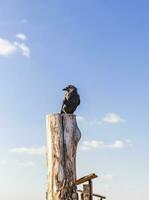 tiro di il corvo seduta su il pilastro. concetto foto