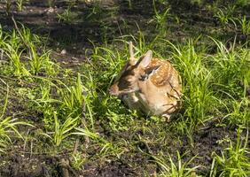 tiro di il Cervi nel il foresta. animali foto