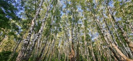 tiro di il grande betulla alberi nel il foresta. natura foto