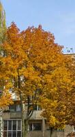 tiro di il colorato autunno alberi. natura foto