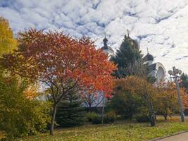 baranovichi, bielorussia - 14.10.2023 - tiro di il colorato autunno alberi a il città centro. all'aperto foto