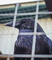 tiro di il corvo seduta nel il gabbia. piumato foto