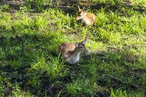 tiro di il Cervi nel il foresta. animali foto