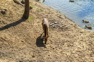 tiro di il Cervi nel il foresta. animali foto