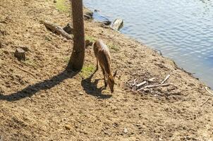 tiro di il Cervi nel il foresta. animali foto