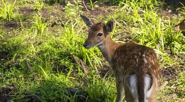 tiro di il Cervi nel il foresta. animali foto