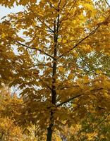 tiro di il colorato autunno alberi. natura foto