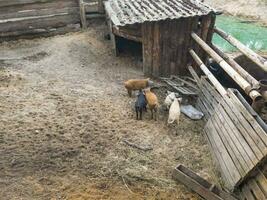 tiro di il maiali e bisonte nel il porcile. villaggio foto