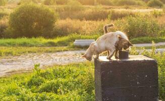 tiro di il gatti giocando all'aperto su soleggiato caldo sera. animali domestici foto