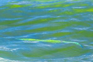 tromba pesce pesce tromba nuotate su acqua superficie caraibico Messico. foto