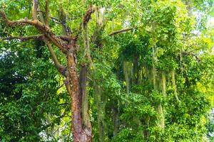 gigante tropicale alberi nel il giungla foresta pluviale coba rovine Messico. foto