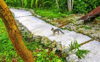 poco grigio Volpe nel tropicale giungla natura nel tulum Messico. foto