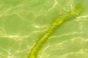 corde nel il acqua con muschio e mare erba Messico. foto