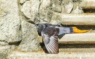 piccioni uccelli seduta su le scale passaggi nel puerto escondido Messico. foto