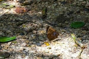 grande blu farfalla blu morfo su il foresta pavimento. foto