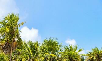 caraibico spiaggia natura palma alberi pianta giungla foresta natura Messico. foto