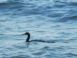 neotropi coda lunga cormorano su roccia pietra a spiaggia Messico. foto