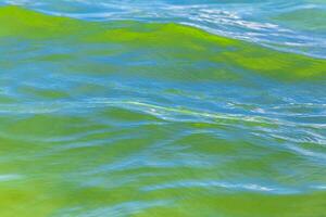 tromba pesce pesce tromba nuotate su acqua superficie caraibico Messico. foto