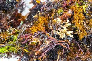 diverso tipi di alga marina mare erba spiaggia sabbia e acqua. foto