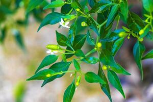 verde chili pianta cespuglio albero in crescita nel il selvaggio coba Messico. foto