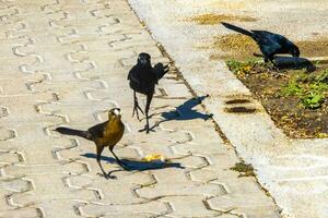 coda grande grackles femmine bambini maschi mangiare alimentazione ogni Altro. foto