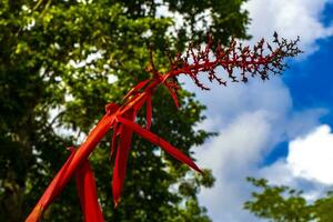 tropicale pianta con bellissimo rosso stelo fiore nel coba Messico. foto