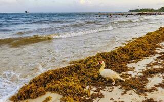 muta anatra su caraibico spiaggia nel playa del Carmen Messico. foto