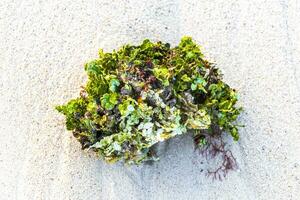 diverso tipi di alga marina mare erba spiaggia sabbia e acqua. foto