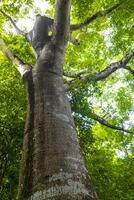 gigante tropicale alberi nel il giungla foresta pluviale coba rovine Messico. foto