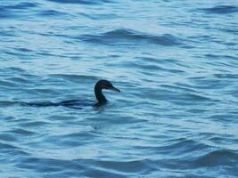 neotropi coda lunga cormorano su roccia pietra a spiaggia Messico. foto