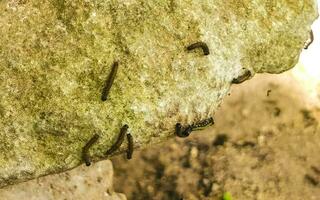 baco da seta bruco peste nel infestazione a tulum rovine Messico. foto