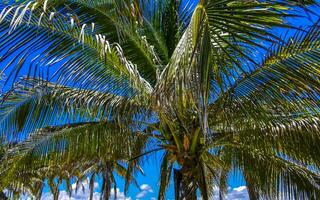 palme tropicali noci di cocco cielo blu a tulum messico. foto