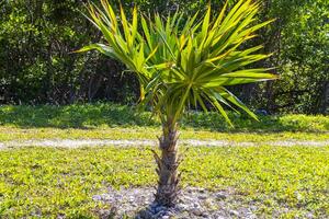 tropicale naturale palma albero palme alberi noci di cocco blu cielo Messico. foto