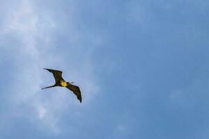 fregata uccelli gregge volare blu cielo nuvole sfondo nel Messico. foto