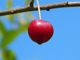 frutta e verdura mangiate in giardino foto