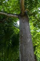 gigante tropicale alberi nel il giungla foresta pluviale coba rovine Messico. foto