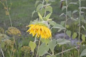 girasole tardivo piegato la sera in giardino foto