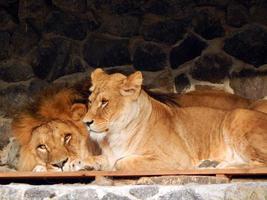 animali da zoo in gabbie e voliere foto