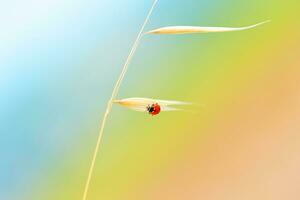 coccinella su il Grano stelo foto