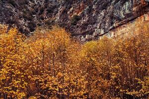 bellezza di autunno foto