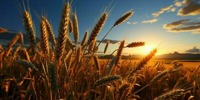 ai generato Grano i campi con un' bellissimo tramonto Visualizza. generativo ai foto