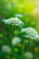 primavera fiori su ti campo foto