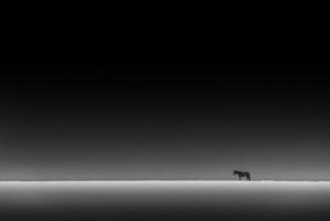 solitario cavallo silhouette foto