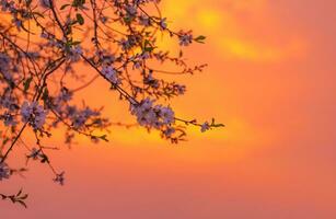 ciliegia fiorire al di sopra di arancia tramonto foto